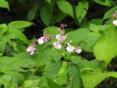 Impatiens maculata