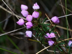 Boronia pilosa