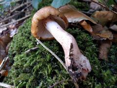 Tricholoma ustale