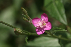 Oenothera rosea