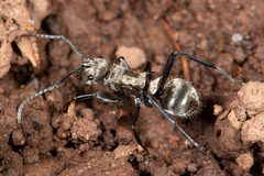 Polyrhachis cupreata
