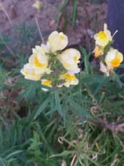 Linaria vulgaris