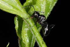 Polyrhachis robsoni