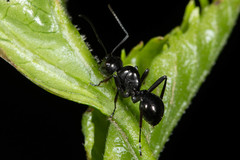 Polyrhachis robsoni