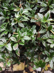 Berberis candidula