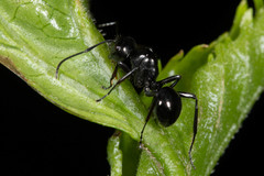 Polyrhachis robsoni