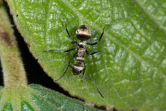 Polyrhachis cupreata