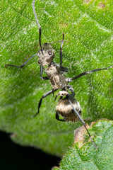 Polyrhachis cupreata