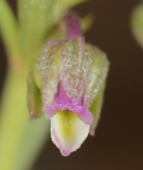 Pombalia verticillata