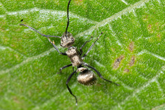 Polyrhachis cupreata