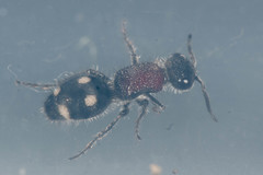 Trogaspidia cooki