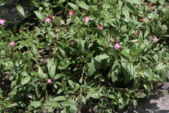 Oenothera rosea