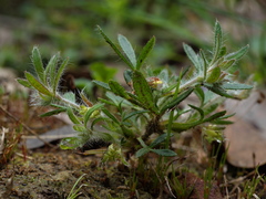 Xanthosia huegelii