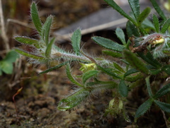 Xanthosia huegelii