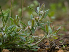 Xanthosia huegelii