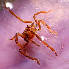 Anoplodactylus evansi