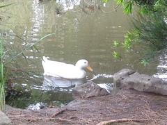 Anas platyrhynchos domesticus