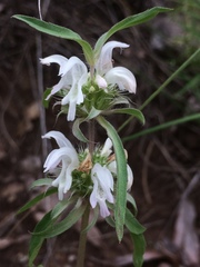 Monarda citriodora austromontana