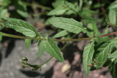 Oenothera rosea