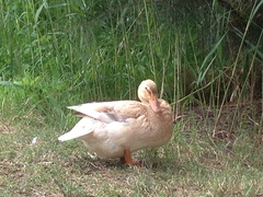 Anas platyrhynchos domesticus