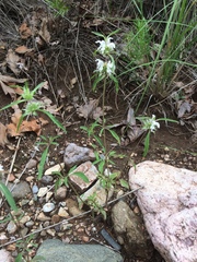 Monarda citriodora austromontana