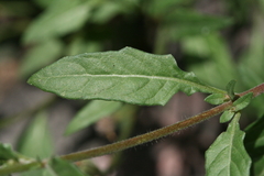 Oenothera rosea