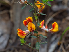 Pultenaea stricta