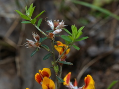 Pultenaea stricta