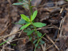 Pultenaea stricta