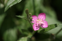 Oenothera rosea