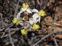 Bulbine triebneri