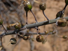 Bulbine triebneri