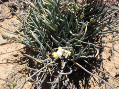 Bulbine triebneri