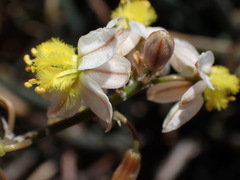 Bulbine triebneri