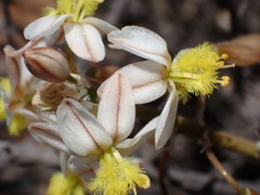 Bulbine triebneri