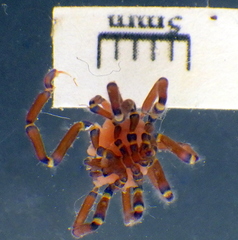 Anoplodactylus evansi