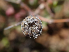 Leipoldtia schultzei