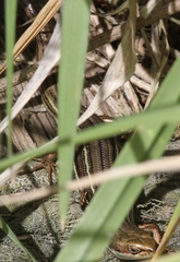 Pseudemoia rawlinsoni