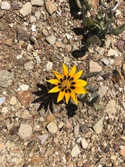 Gazania heterochaeta