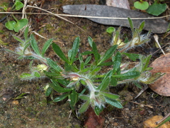 Xanthosia huegelii