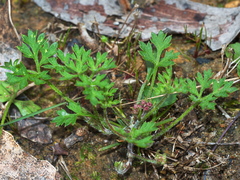 Xanthosia dissecta