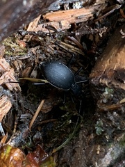 Scaphinotus angusticollis