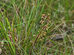 Lomandra multiflora multiflora