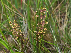 Lomandra multiflora multiflora