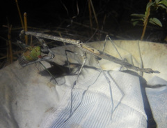 Austrovates variegata