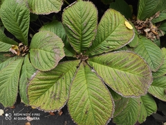Rodgersia aesculifolia