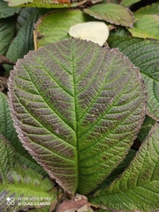 Rodgersia aesculifolia