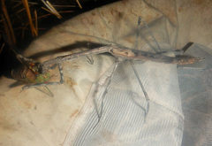 Austrovates variegata