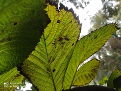 Rodgersia aesculifolia