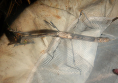 Austrovates variegata